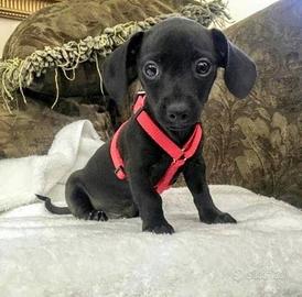 Cane di piccola taglia