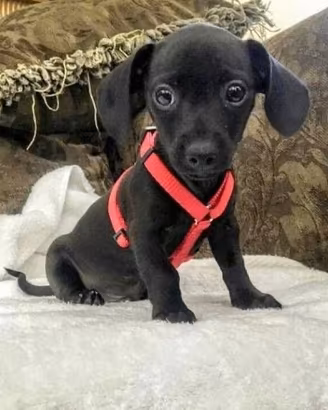Cane di piccola taglia