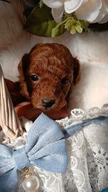 Cuccioli di barboncino