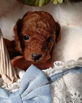 Cuccioli di barboncino