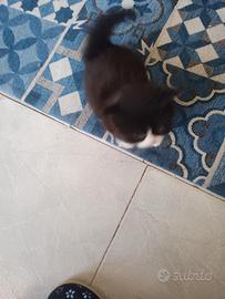 Gattini Scottish Straight