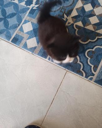 Gattini Scottish Straight