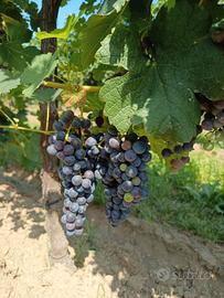 Uva marzemino/ merlot 