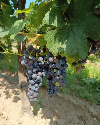 Uva marzemino/ merlot 