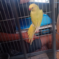 Animali franc