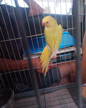 Animali franc