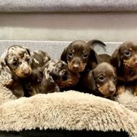 Cuccioli di bassotti merle maschi