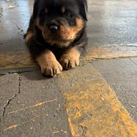 Rottweiller maschio