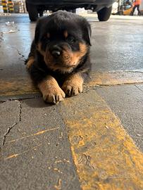 Rottweiller maschio