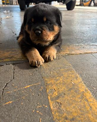Rottweiller maschio