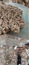 corteccia di sughero per terrari 