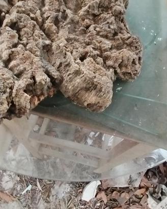 corteccia di sughero per terrari 