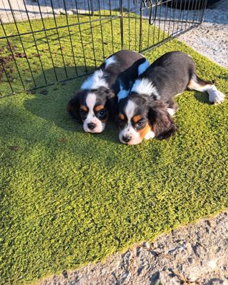 Cuccioli di cane CAVALIER KING