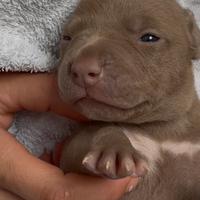 Pitbull stupendi esemplari