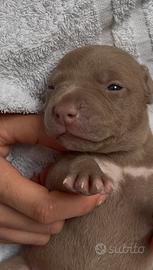 Pitbull stupendi esemplari