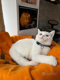 British shorthair white