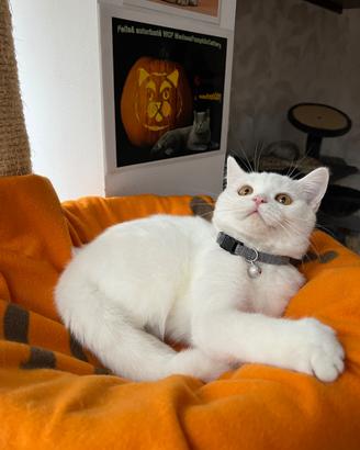 British shorthair white