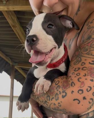 Cuccioli Pit Bull con Pedigree anche a rate