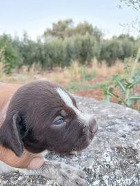 Cuccioli di' Drahathaar maschio da caccia