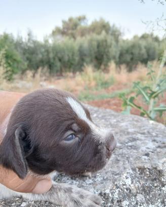 Cuccioli di' Drahathaar maschio da caccia