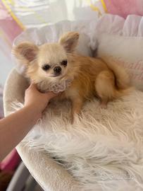 Chihuahua femmina