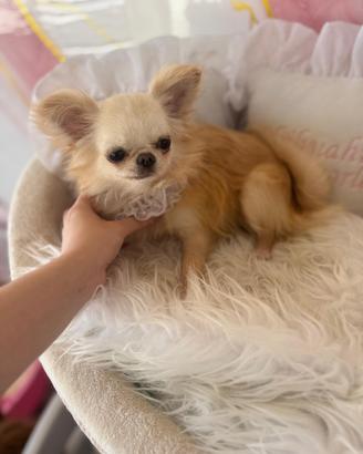 Chihuahua femmina