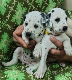 Cuccioli Dalmata