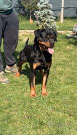 Rottweiler femmina