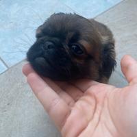 Carlino a pelo lungo