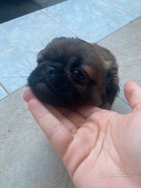 Carlino a pelo lungo