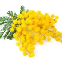 Mimosa piante rametti fiore