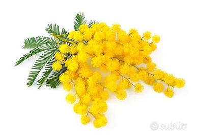 Mimosa piante rametti fiore