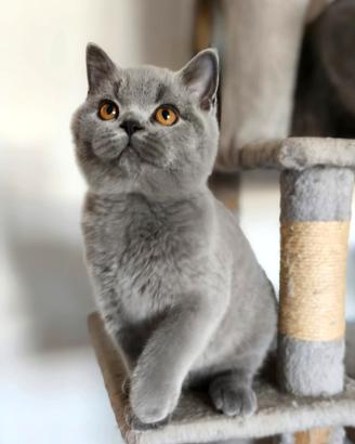 British shorthair 