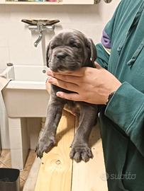 Cane Corso