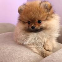 VOLPINI & VOLPINO SPITZ di POMERANIA NANI cuccioli