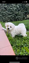 Bichon frise