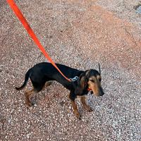 Cane femmina segugio italiano