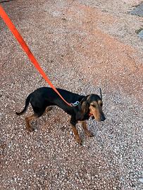 Cane femmina segugio italiano