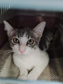Dolcissima gattina in adozione