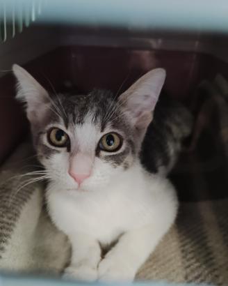Dolcissima gattina in adozione