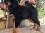 Immagine 4