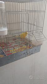 Canarino giallo intenso