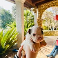 Bulldog francesi con pedigree