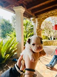 Bulldog francesi con pedigree