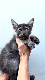 Maine coon