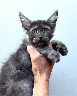 Maine coon