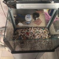 acquario 