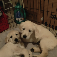 Cucciola Golden retriever