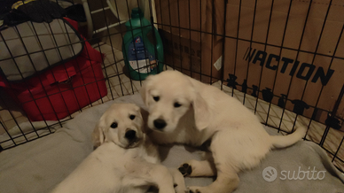 Cucciola Golden retriever