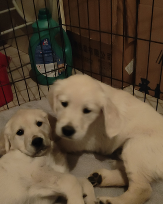 Cucciola Golden retriever